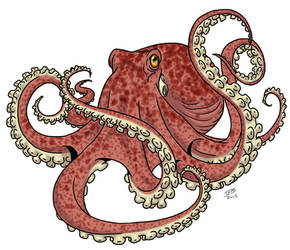 Octopus