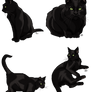 Black Cats