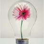 Gerbera Light