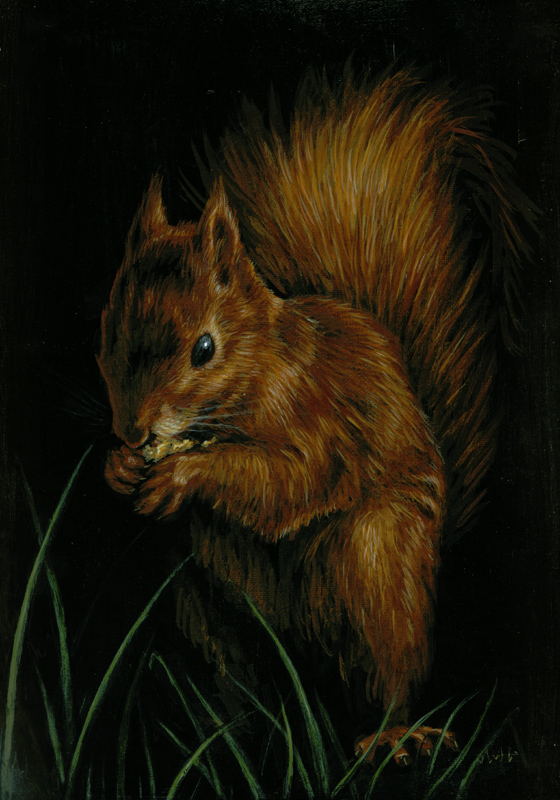 Red Squirrel