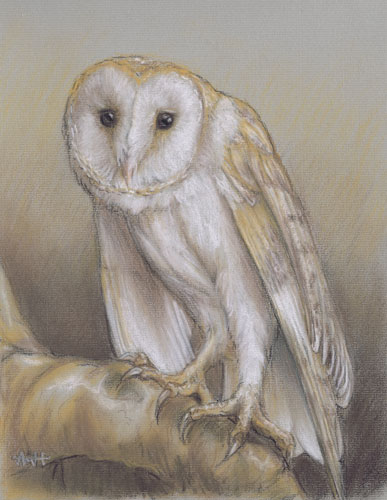 Billy the Barn Owl