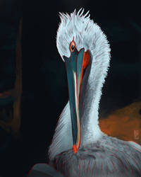 Pelican digital painting. by bewarethelair