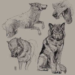 Wolf Studies
