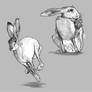 Hare Study