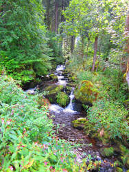 Black Forest in Germany