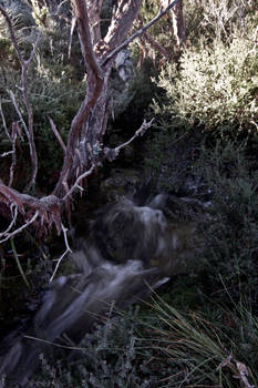 Cold Mountain Stream