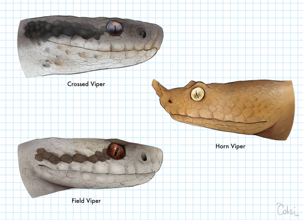 Venomous snakes in Austria by Coksii on DeviantArt