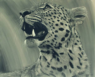 Leopard Portrait Charcoal by ablaise