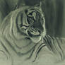 Tiger Portrait Charcoal