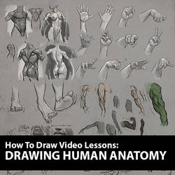 Figure Drawing Course: Human Anatomy