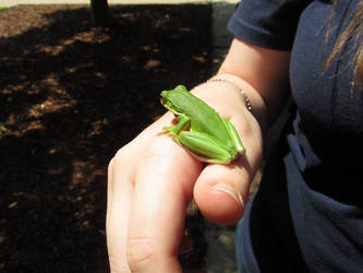 Froggy Friend