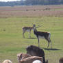 More Blackbucks