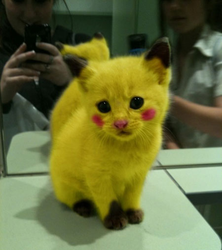 HOLLY PIKA LOOK WHAT I FOUND IN THE INTERNET FBCSD