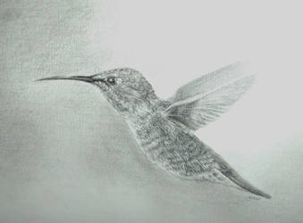 Hummingbird