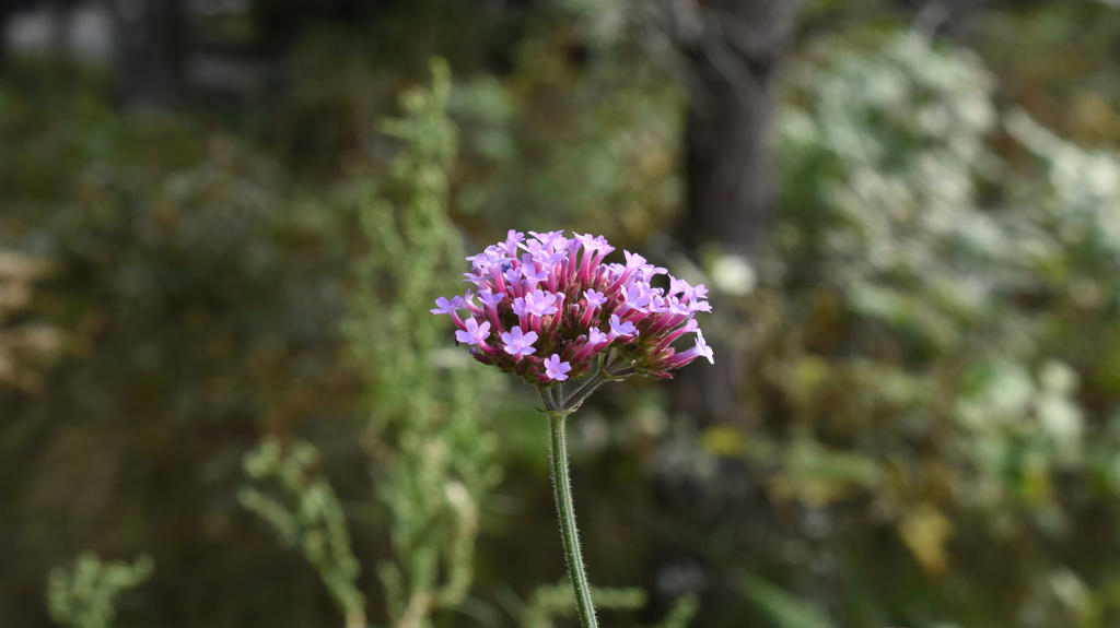 Verbena by leannethach