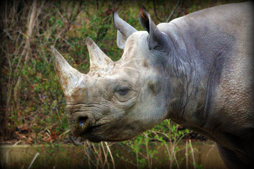 BLACK RHINO PROFILE