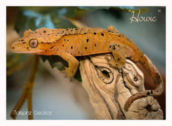 HOWIE - DALMATIAN GECKO