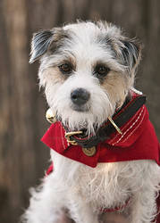 IVY IN A RED COAT