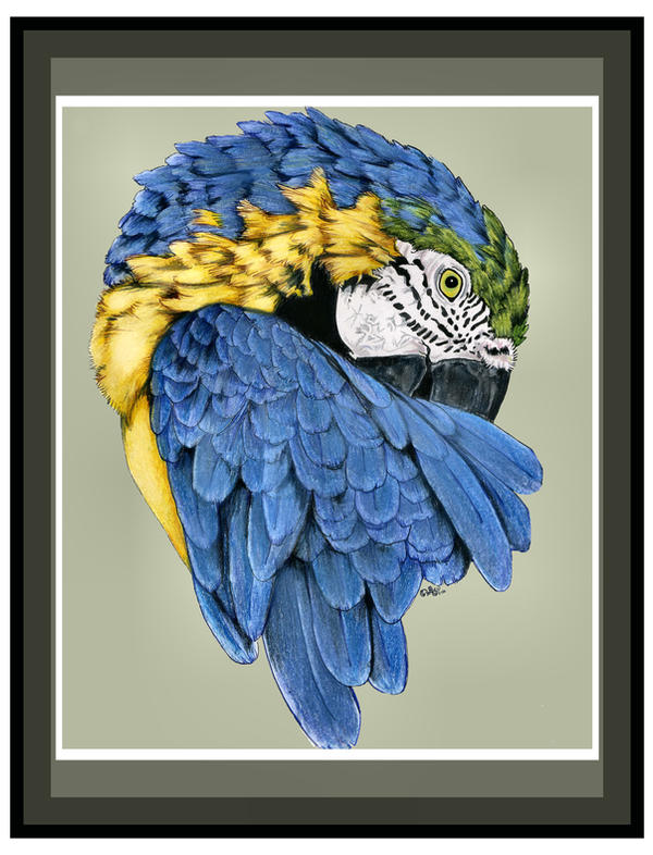 MACAW