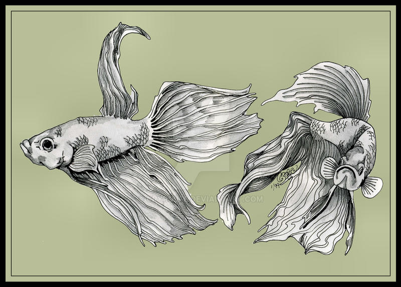 Two Fish Beta Ink 2 BETA FISH by CRYROLFE on DeviantArt