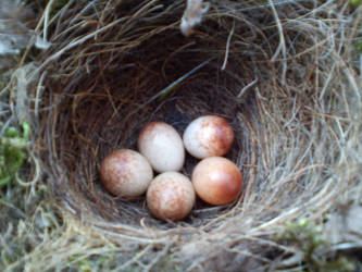 Robin Eggs