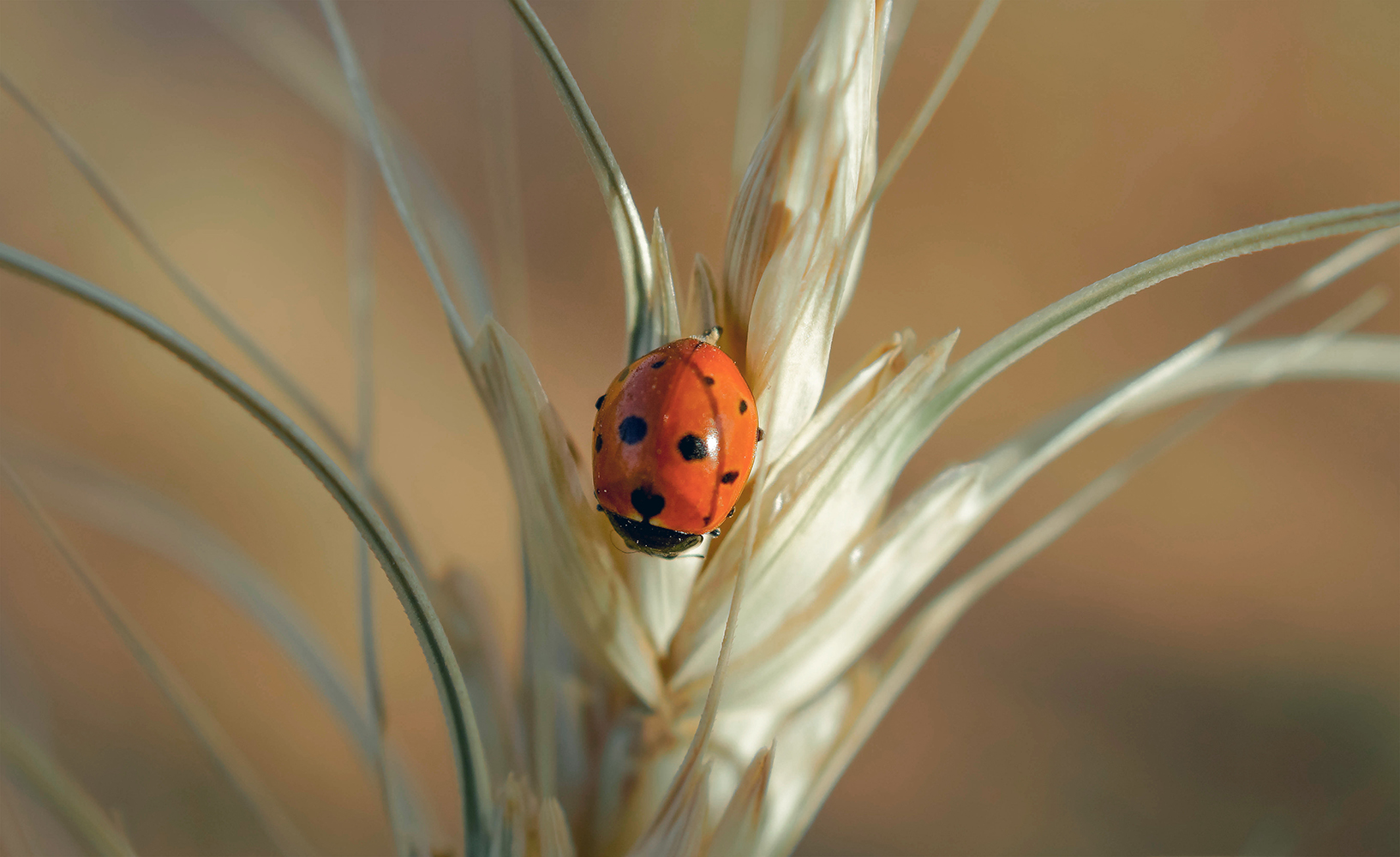 Ladybug