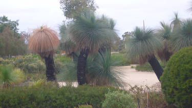 Grass Trees