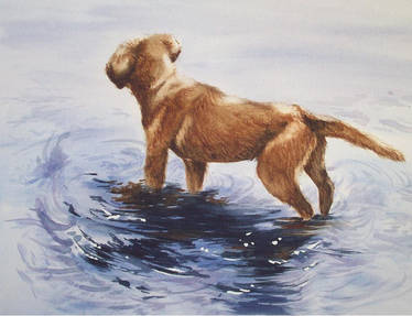 Water Dog