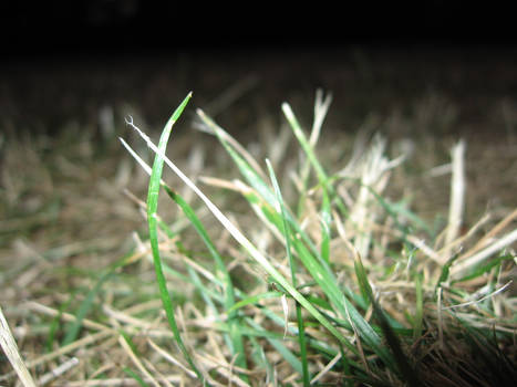 Grass