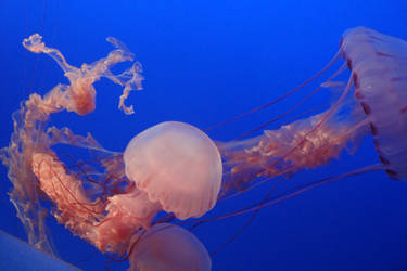 Jelly 3