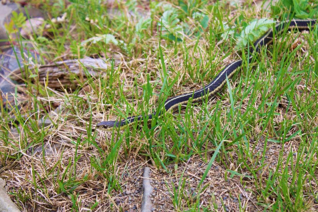 Garter Snake by Conn1321 on DeviantArt