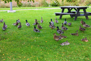 Ducks in the Park