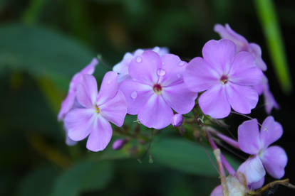 Phlox Flowers