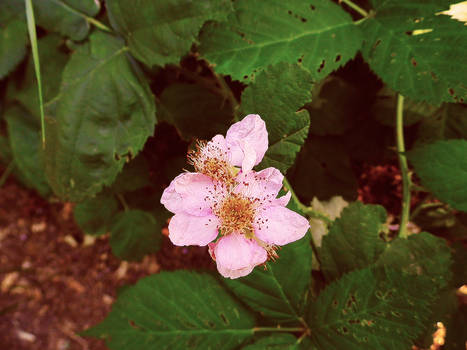 Blackberry Blossoms