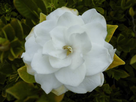 White Flower