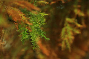 autumn 2011 - 44