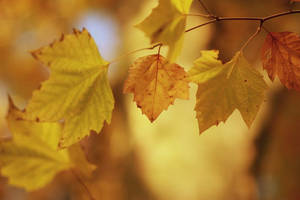 autumn 2011 - 27