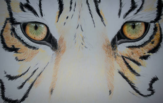 Eye of the tiger