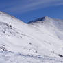 Grizzly from Loveland Pass