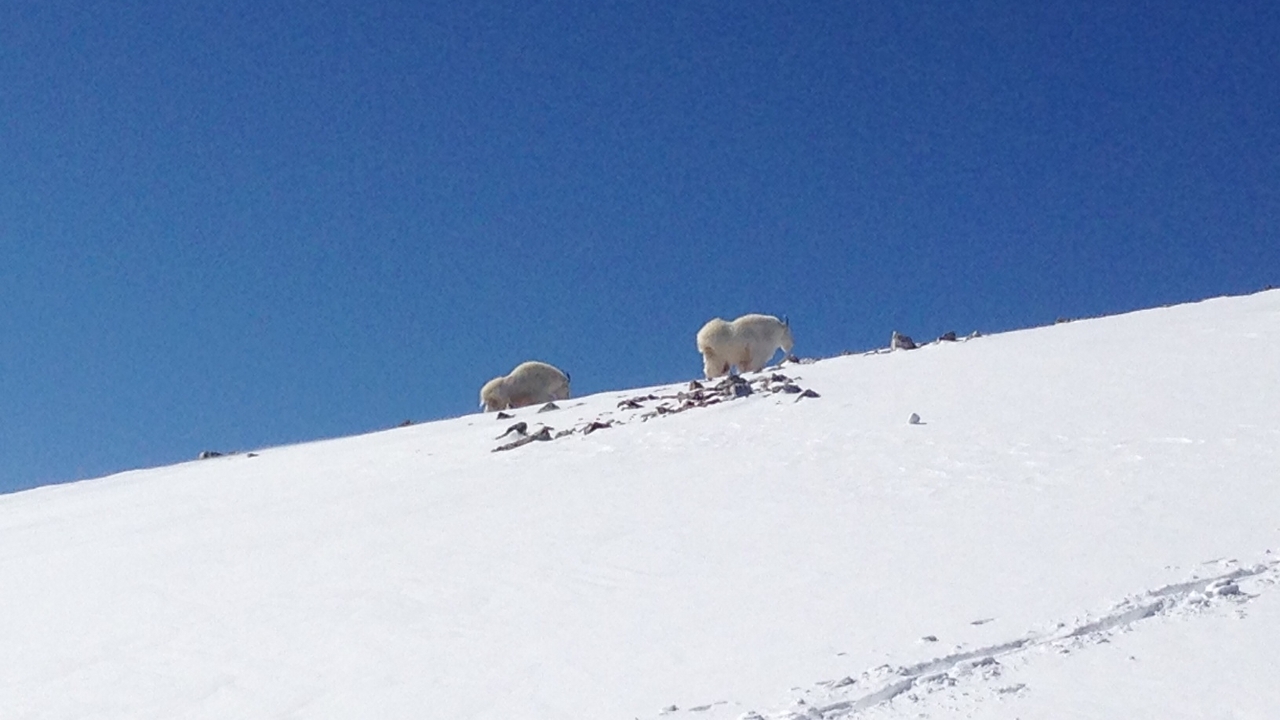 Mountain Goats on Quandary Peak