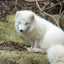 Polar fox