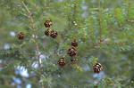 Pinecones! by WynterLee