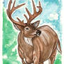 White tailed Deer Watercolor