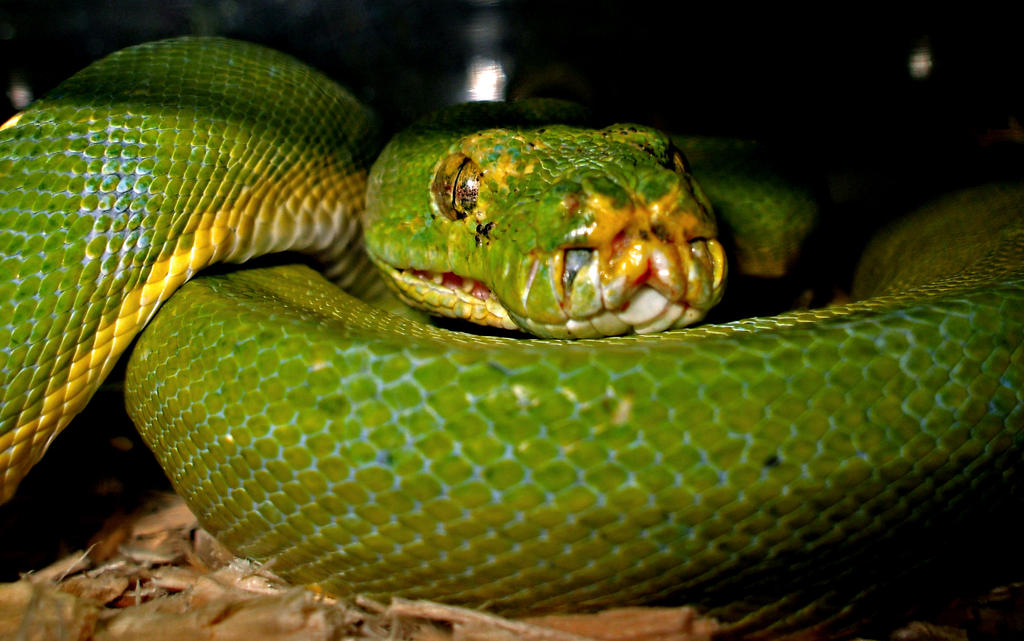 Green Tree Python by ponyfeathers on DeviantArt