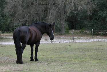 Black Beauty