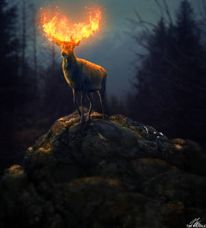 Deer on fire