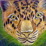 leopard