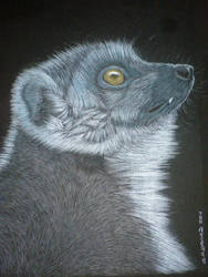 lemur for drawalong challenge by shirls-art