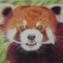 red panda