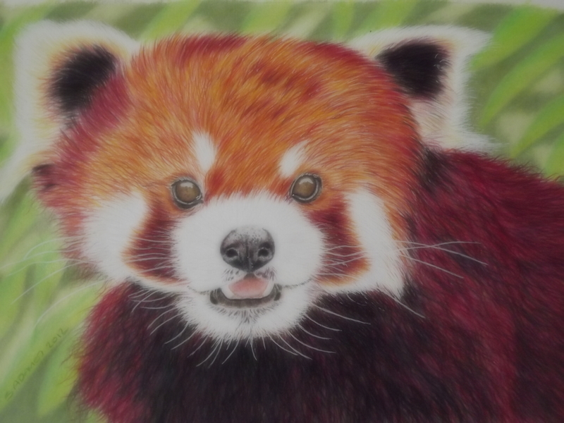 red panda